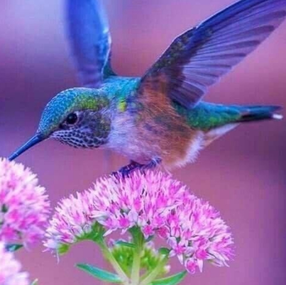 Meet your Posher, Saree